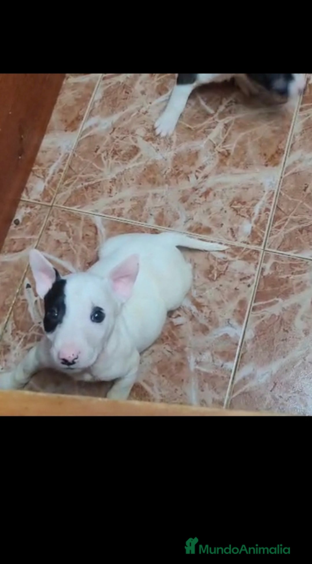 Bull Terrier perros en venta: Bullterrier mini - Anuncio 2