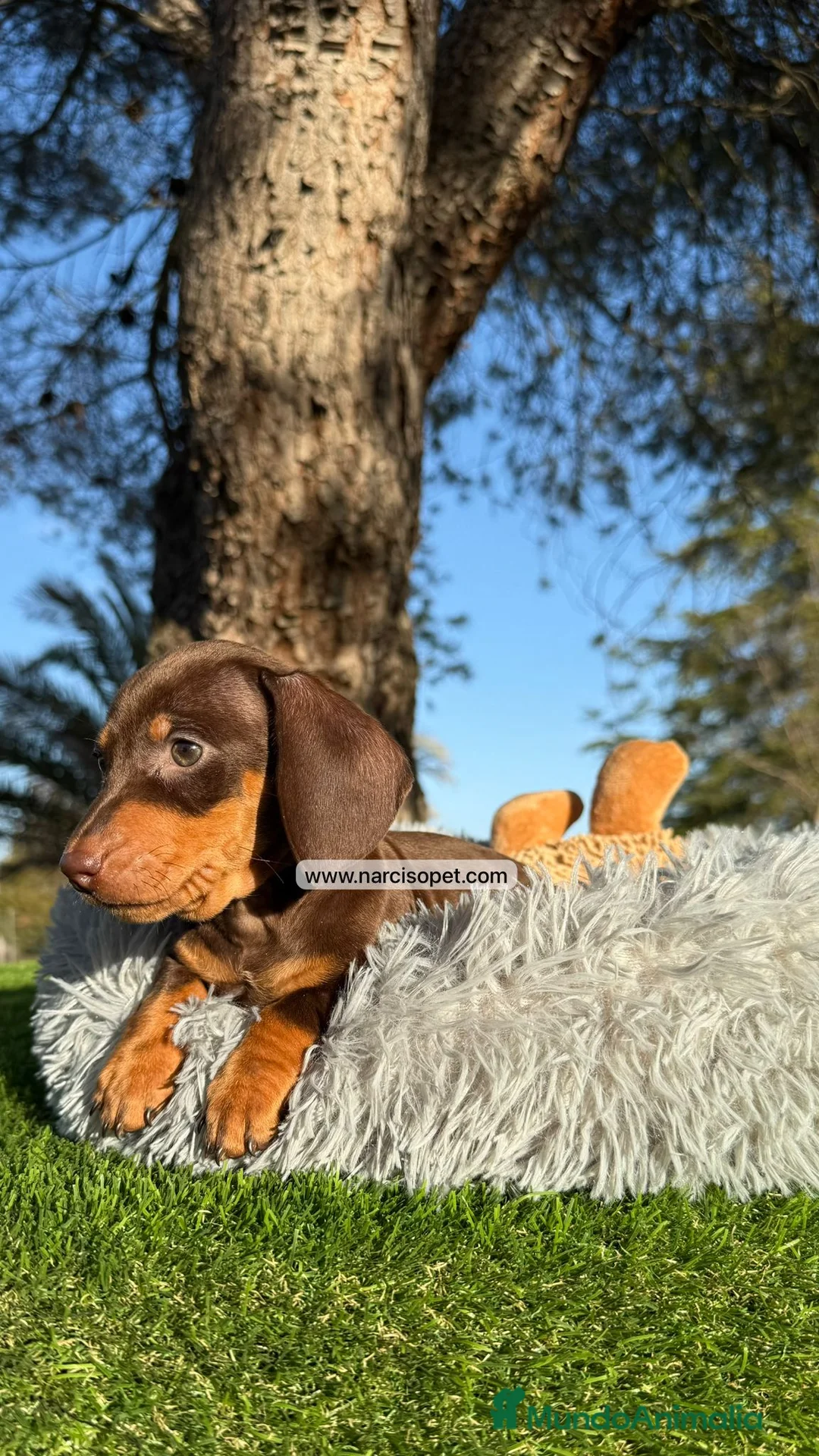 Teckel Miniatura perros en venta: CACHORRITO TECKEL - Anuncio 2