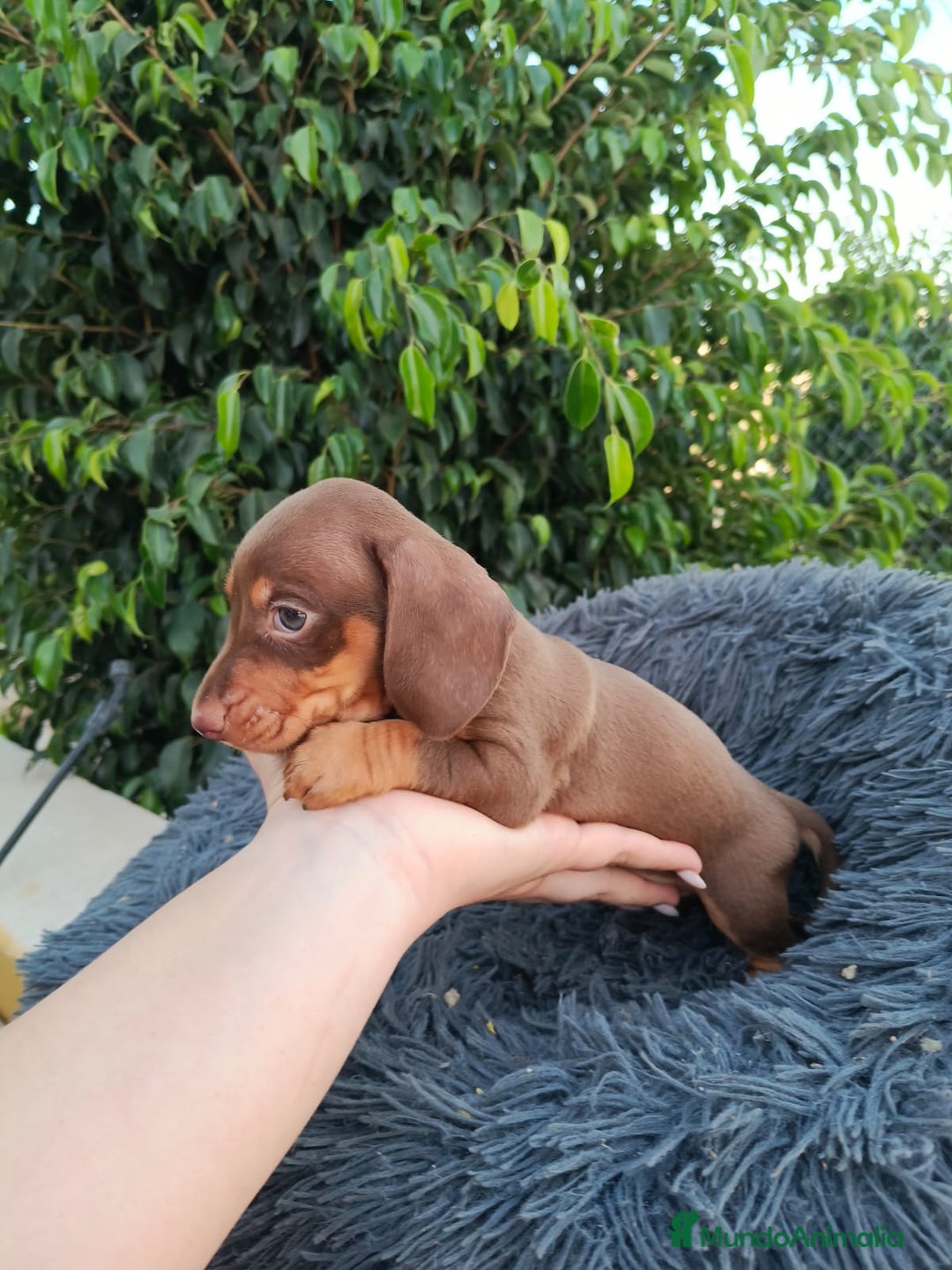 Teckel Miniatura perros en venta: Teckel arlequín chocokate  - Imagen 3