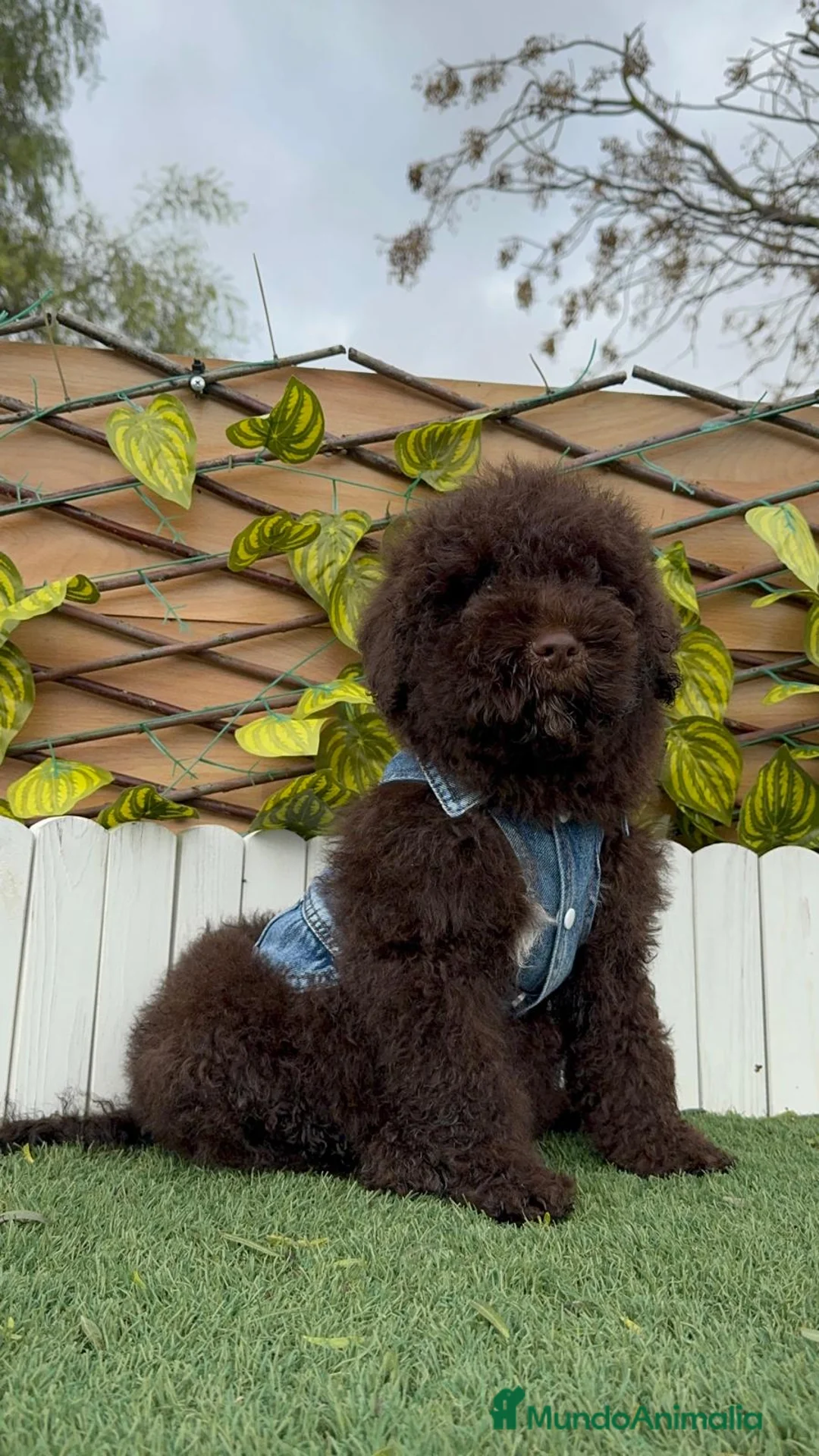 Perro de Agua Español perros en venta: PERRO DE AGUA ESPAÑOL - Anuncio 14