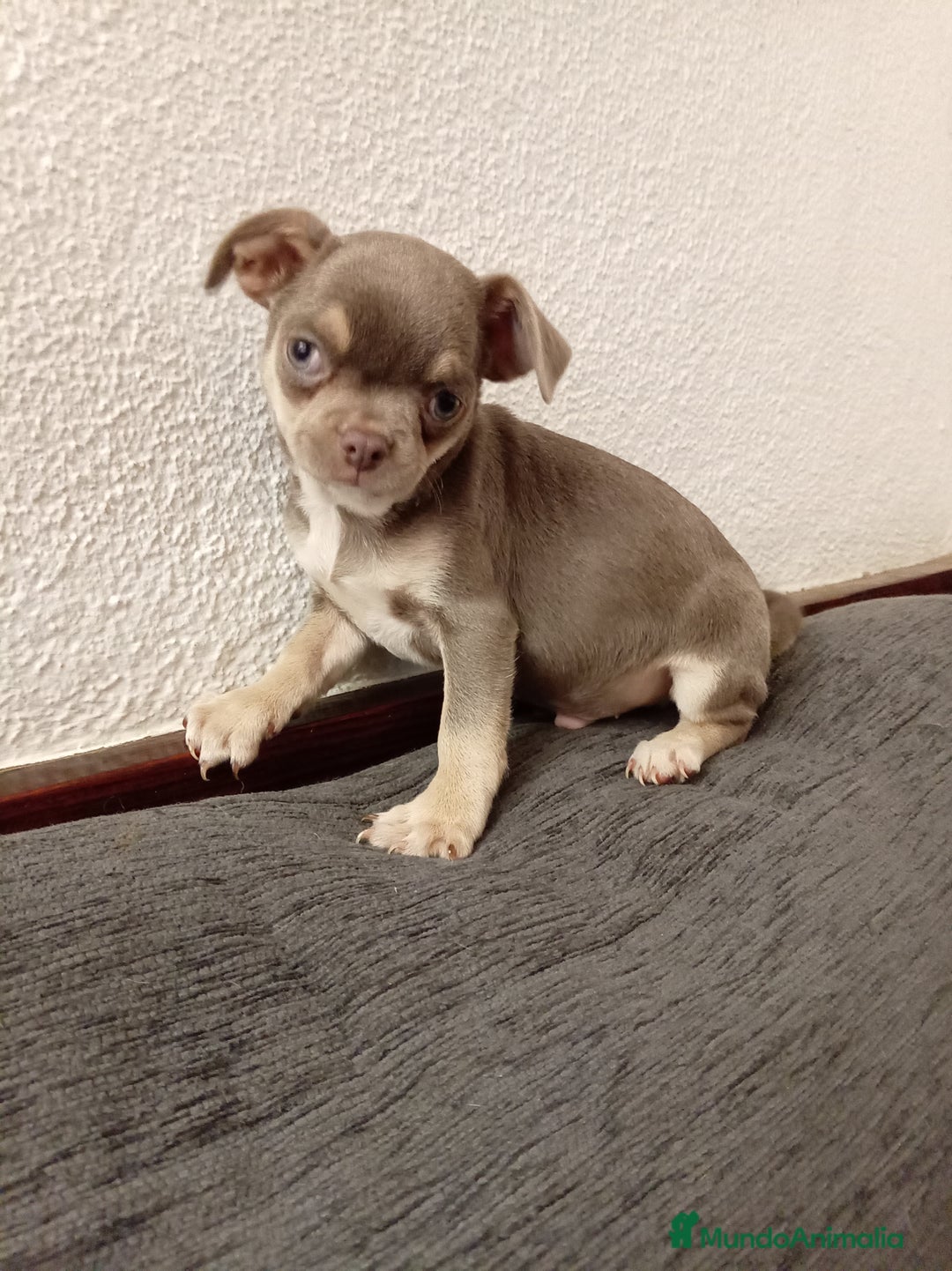 Chihuahua perros en venta: Chihuahuas toy - Anuncio 4