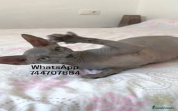 Sphynx gatos en venta: Hembra Blue - Imagen 1