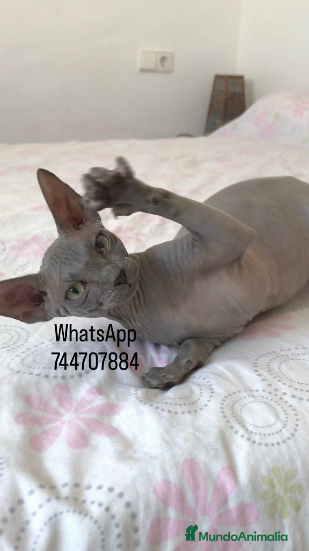 Sphynx gatos en venta: Hembra Blue - Imagen 1