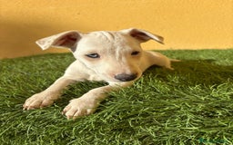 Jack Russell Terrier perros en venta: Camada de Jack Russell de pata corta  - Imagen 16