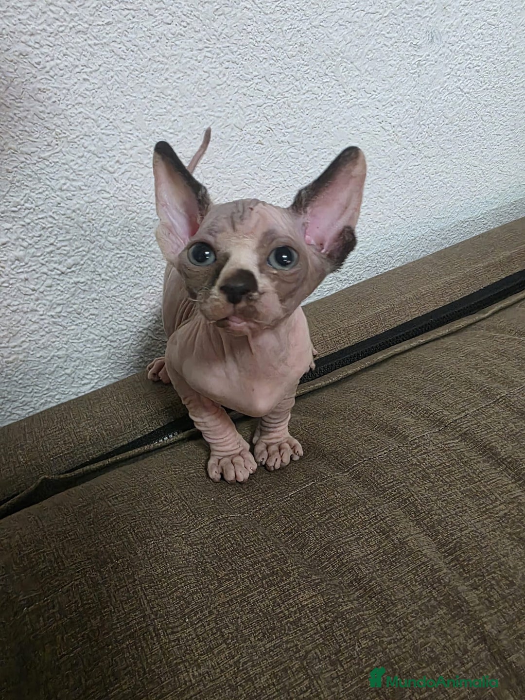 Sphynx gatos en venta: Sphynx exclusivos  - Anuncio 1