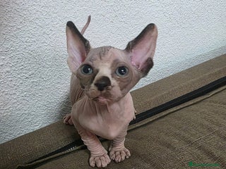 Sphynx gatos Sphynx exclusivos - Anuncio 1