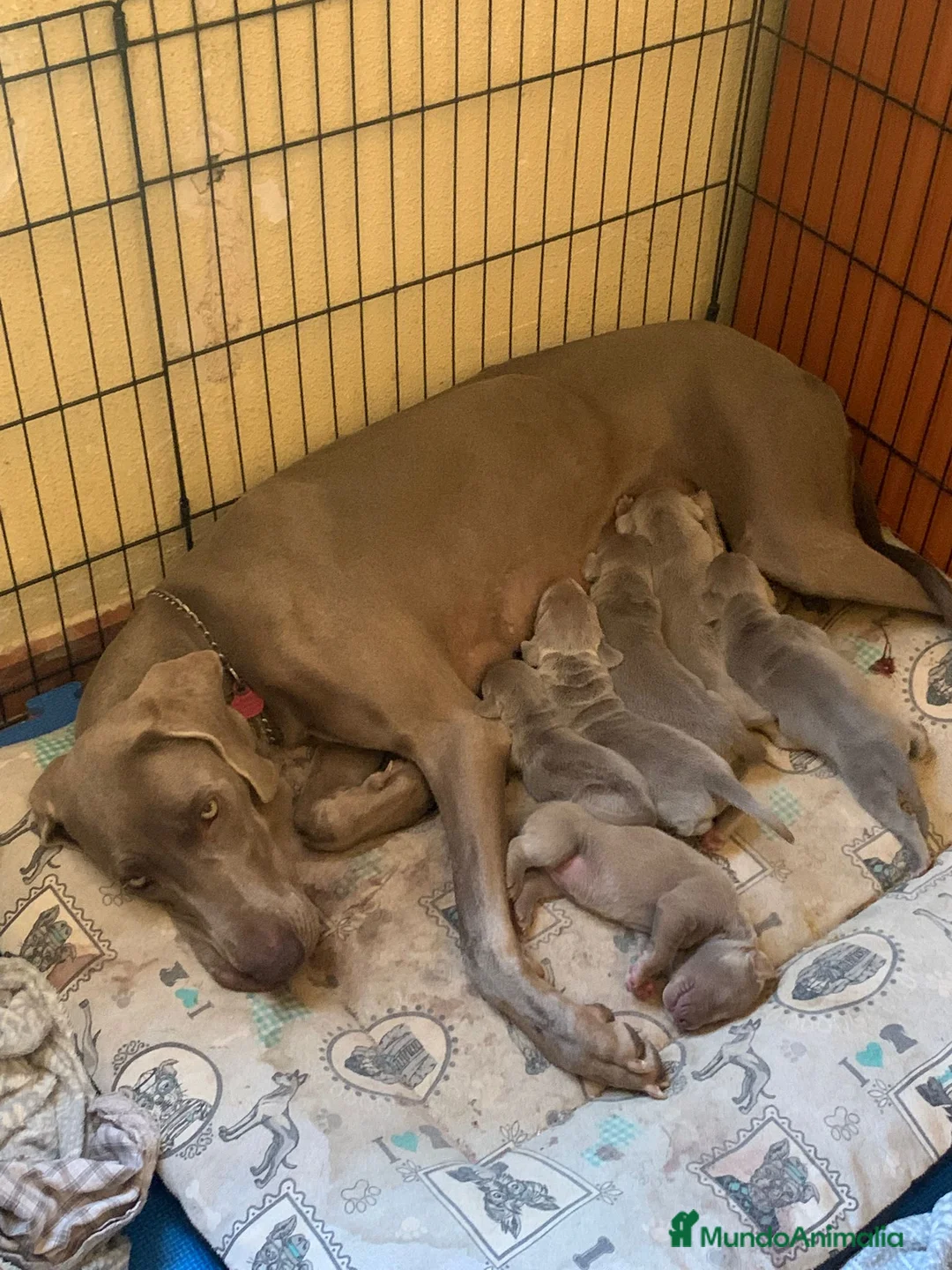 Weimaraner perros en venta: Braco de weimar últimos dos cachorros!! - Anuncio 4