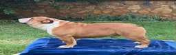 Bulldog Inglés perros en venta: Bulldog ingles HEMBRA  - Anuncio 6