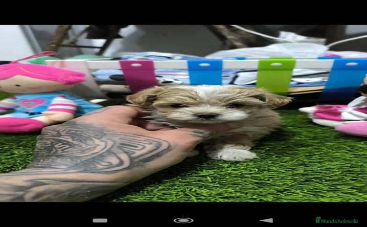 Maltipoo perros PRECIOSS HEMBRA DE MALTIPOO - Anuncio 1