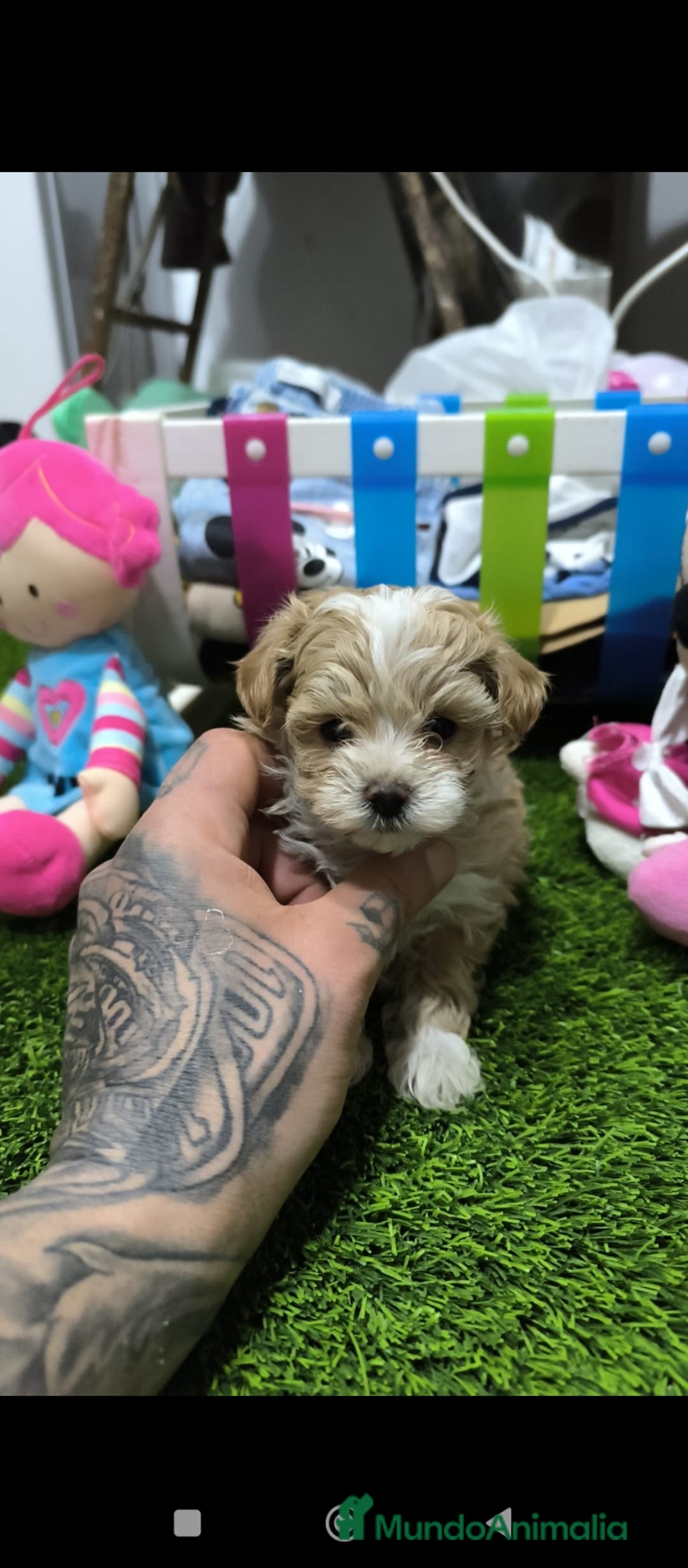 Maltipoo perros en venta: PRECIOSS HEMBRA DE MALTIPOO - Anuncio 1