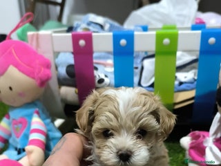 Maltipoo perros PRECIOSS HEMBRA DE MALTIPOO - Anuncio 1