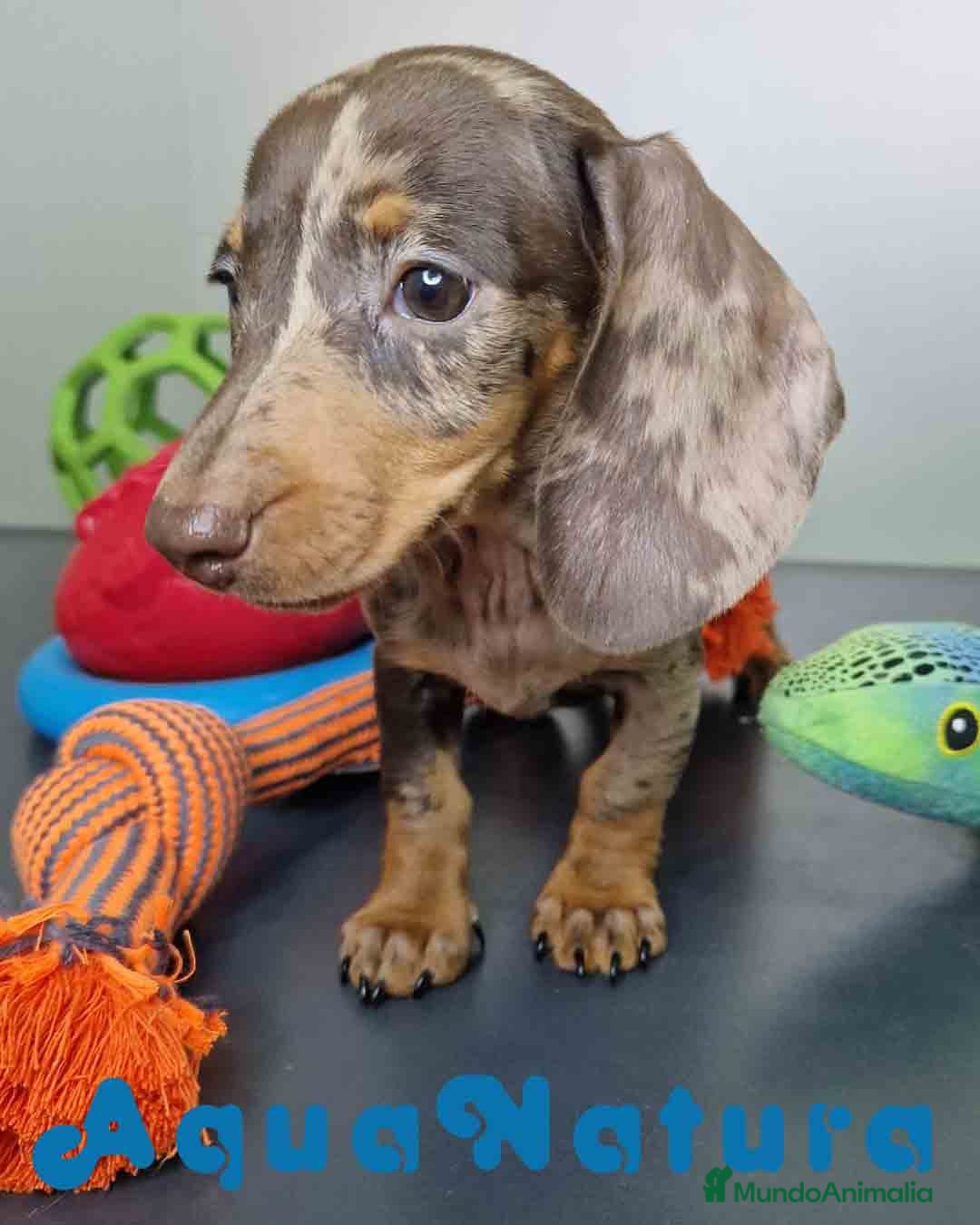 Teckel Miniatura perros Teckel Hembra 5805 AQUANATURA - Anuncio 15