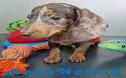 Teckel Miniatura perros en venta: Teckel Hembra 5805 AQUANATURA - Imagen 1