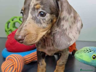 Teckel Miniatura perros Teckel Hembra 5805 AQUANATURA - Anuncio 23