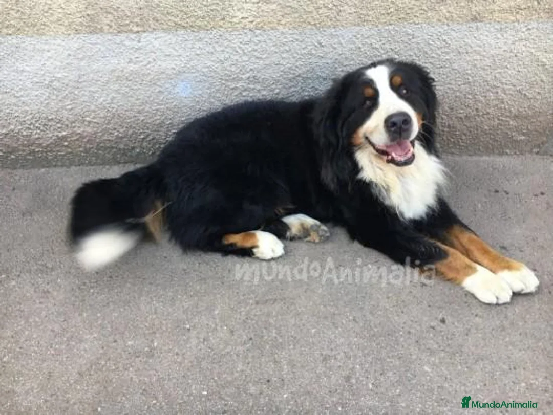 Imagen de galería {{count}}