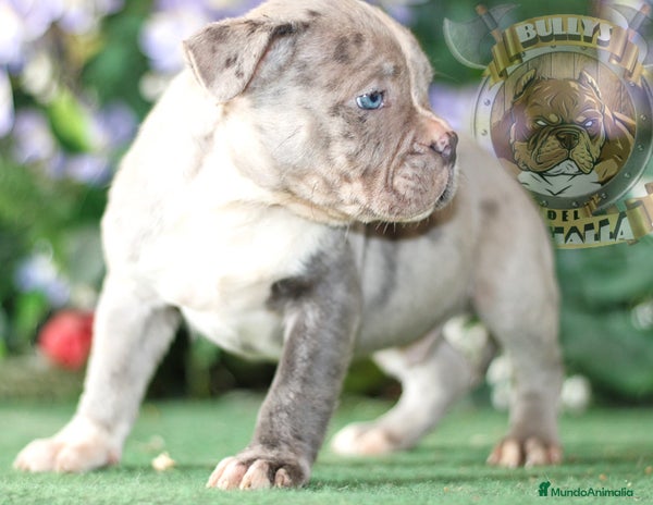 American Bully perros en Sevilla - Anuncio 3