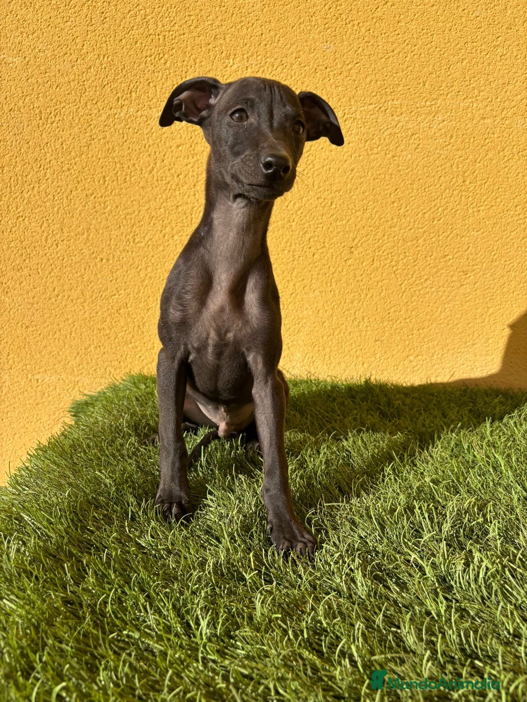 Pequeño Lebrel Italiano perros en venta: Galgo piccolo Lebrel Italilano macho - Imagen 12