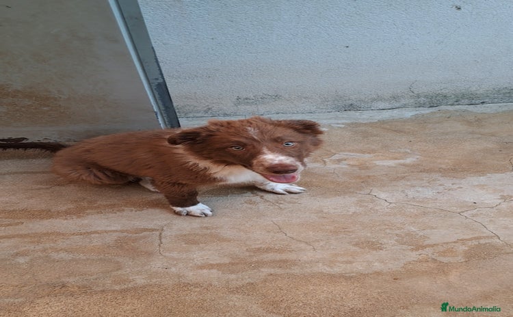 Border Collie perros - Propaganda 6