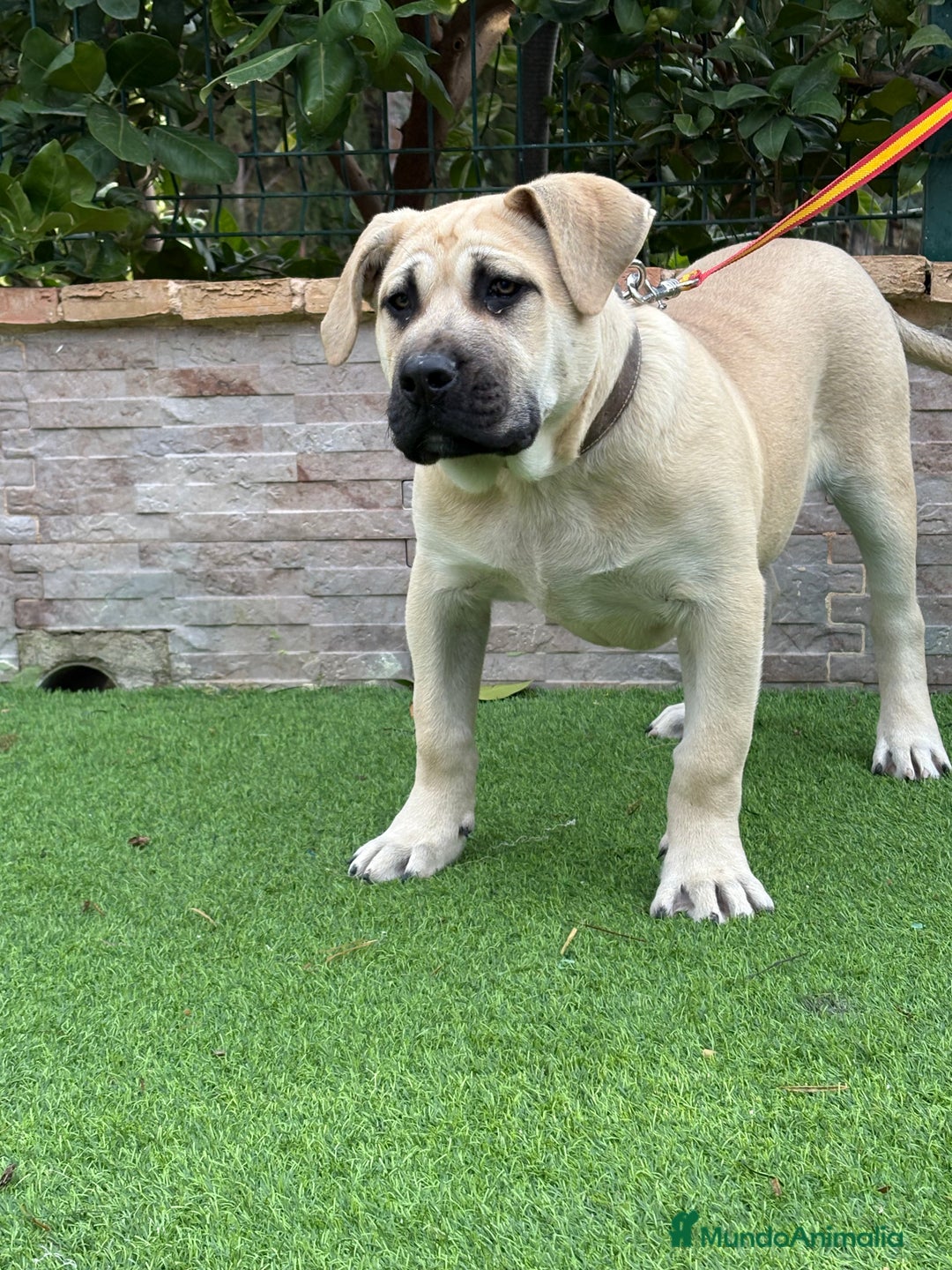 Presa Canario perros en venta: Cachorro presa canario  - Anuncio 7