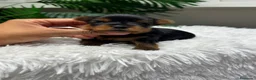 Yorkshire Terrier perros en venta: YORKSHIRE TERRIER - Anuncio 3