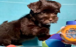 Raza Mixta perros en venta: Cachorros Yorky-poo - Imagen 3