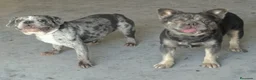 Bulldog Francés perros en venta: Pareja de bulldog francés merle y fluffly - Anuncio 1