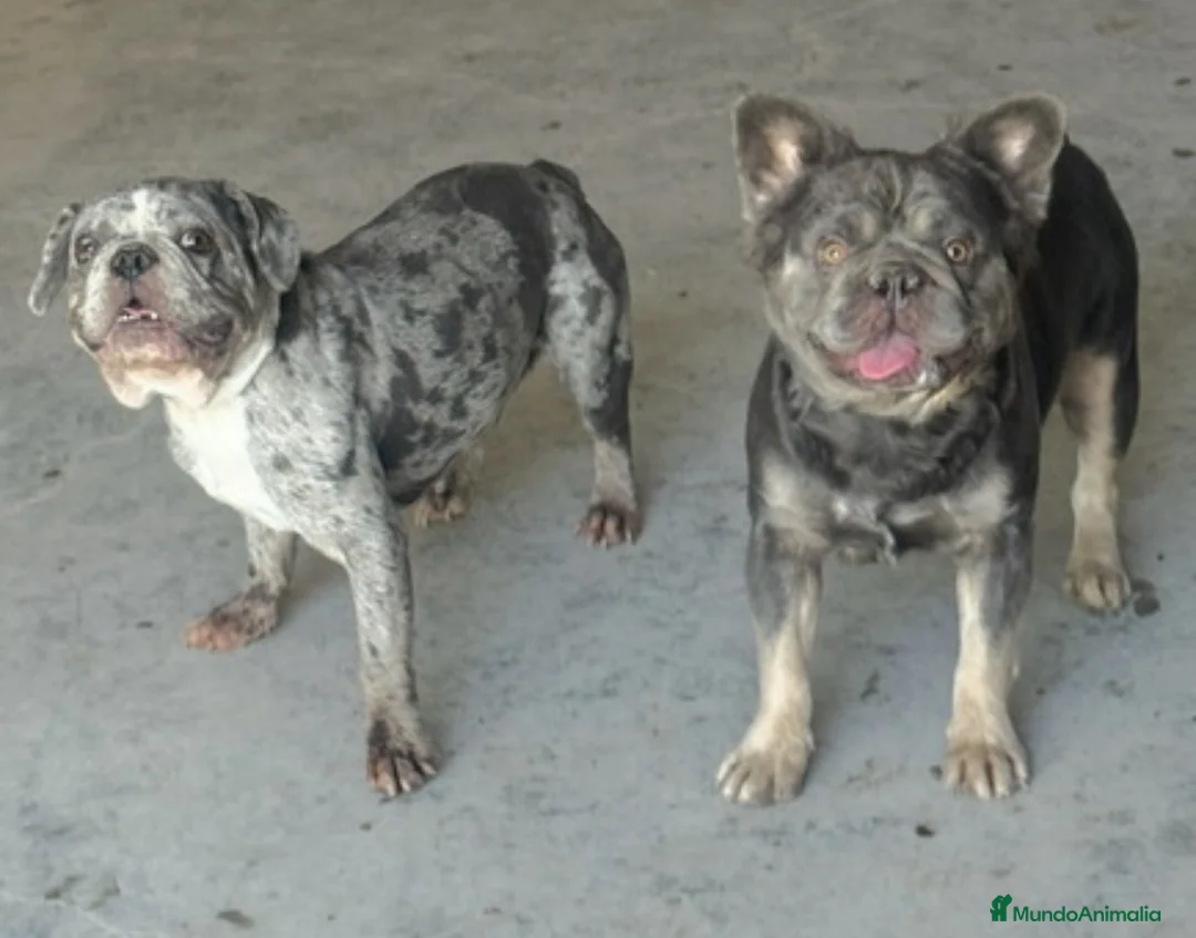 Bulldog Francés perros en venta: Pareja de bulldog francés merle y fluffly - Anuncio 1