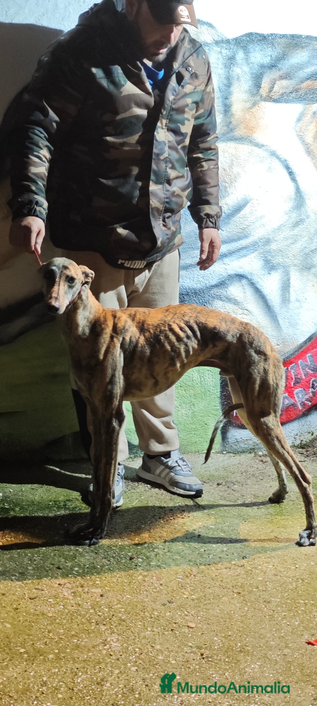 Galgo Español perros en venta: Galgo  - Anuncio 2
