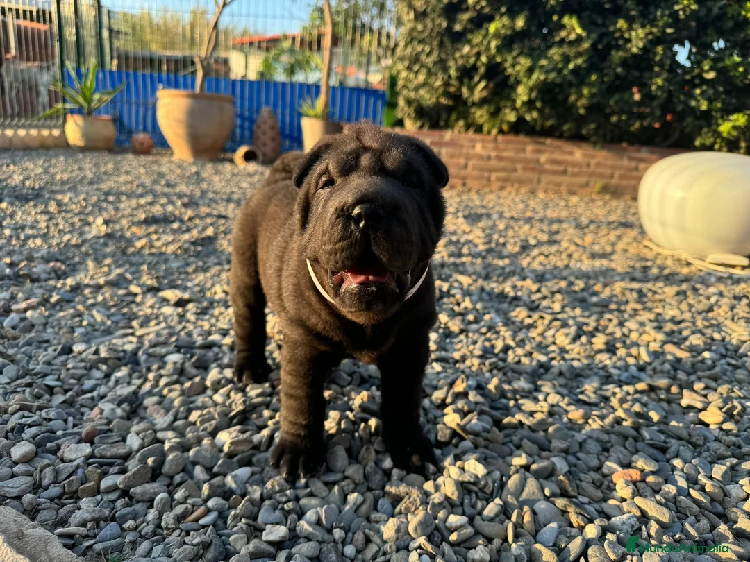 Shar Pei perros en venta: BEBES SHAR PEI en Málaga - Anuncio 4