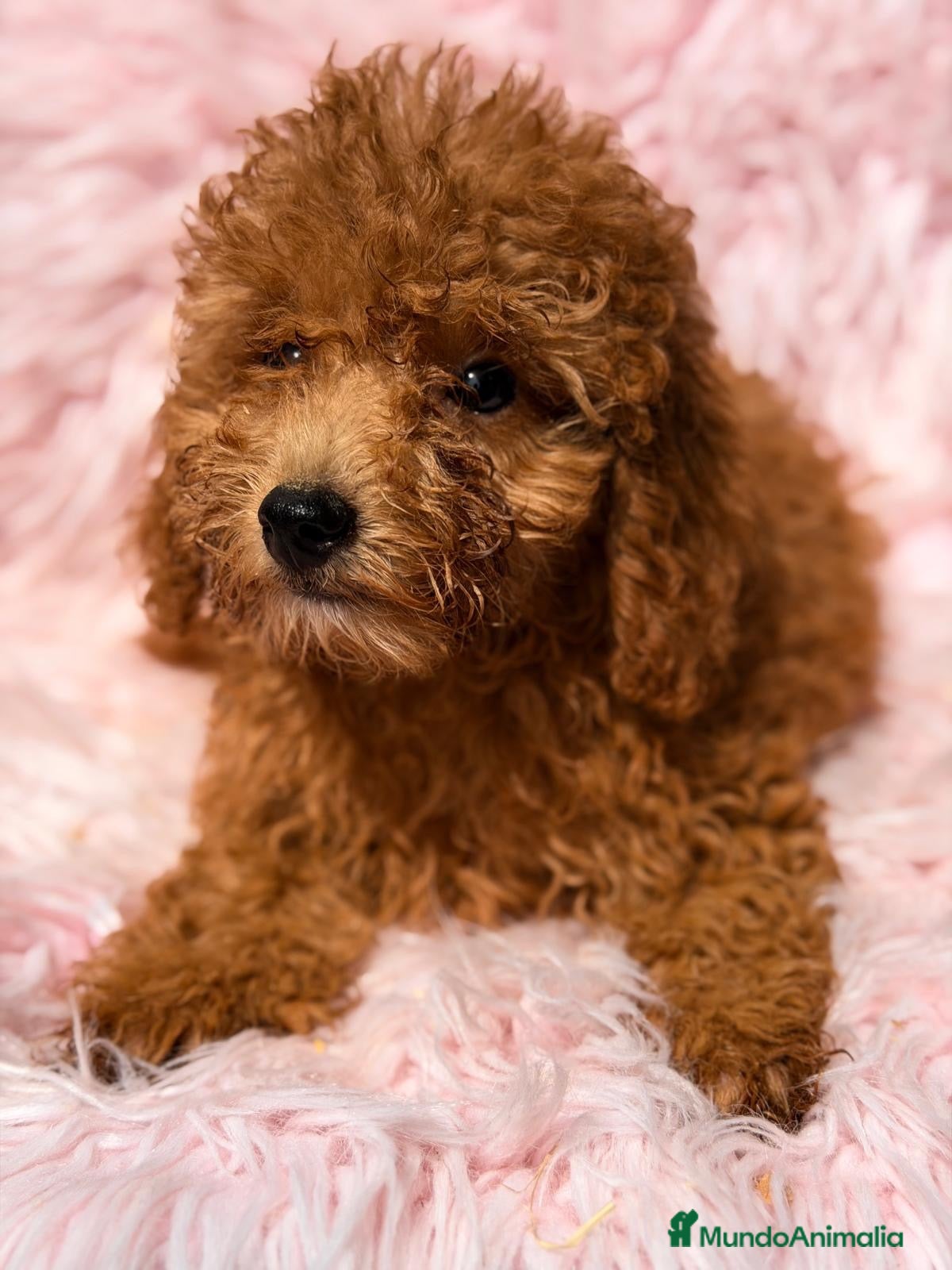 Caniche Mediano perros Caniche hembra - Anuncio 2