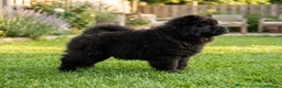 Chow Chow perros en venta: CHOW CHOW NEGRO CON MUCHO PELO  - Anuncio 7