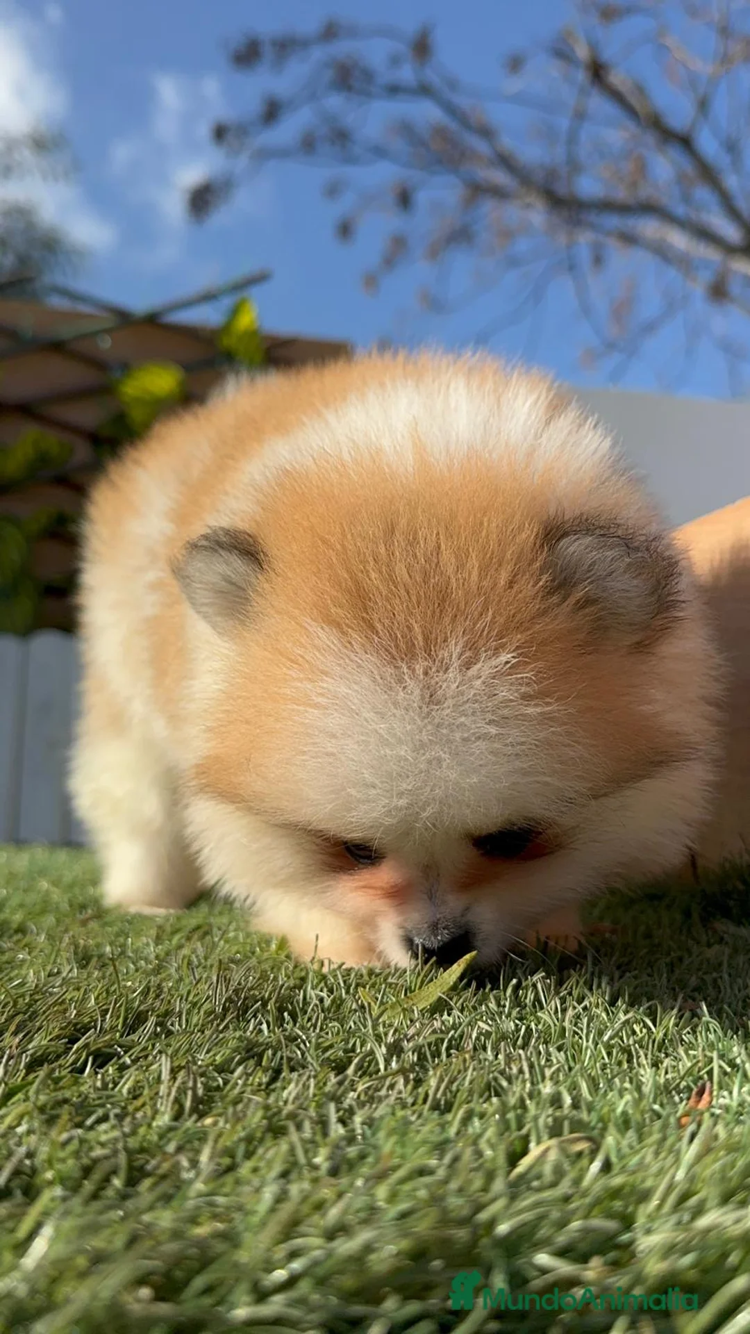 Pomerania perros en venta: POMERANIA MACHO - Anuncio 14
