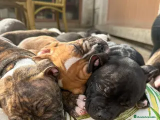 American Bully perros Disponible Hembra de American Bully - Anuncio 1