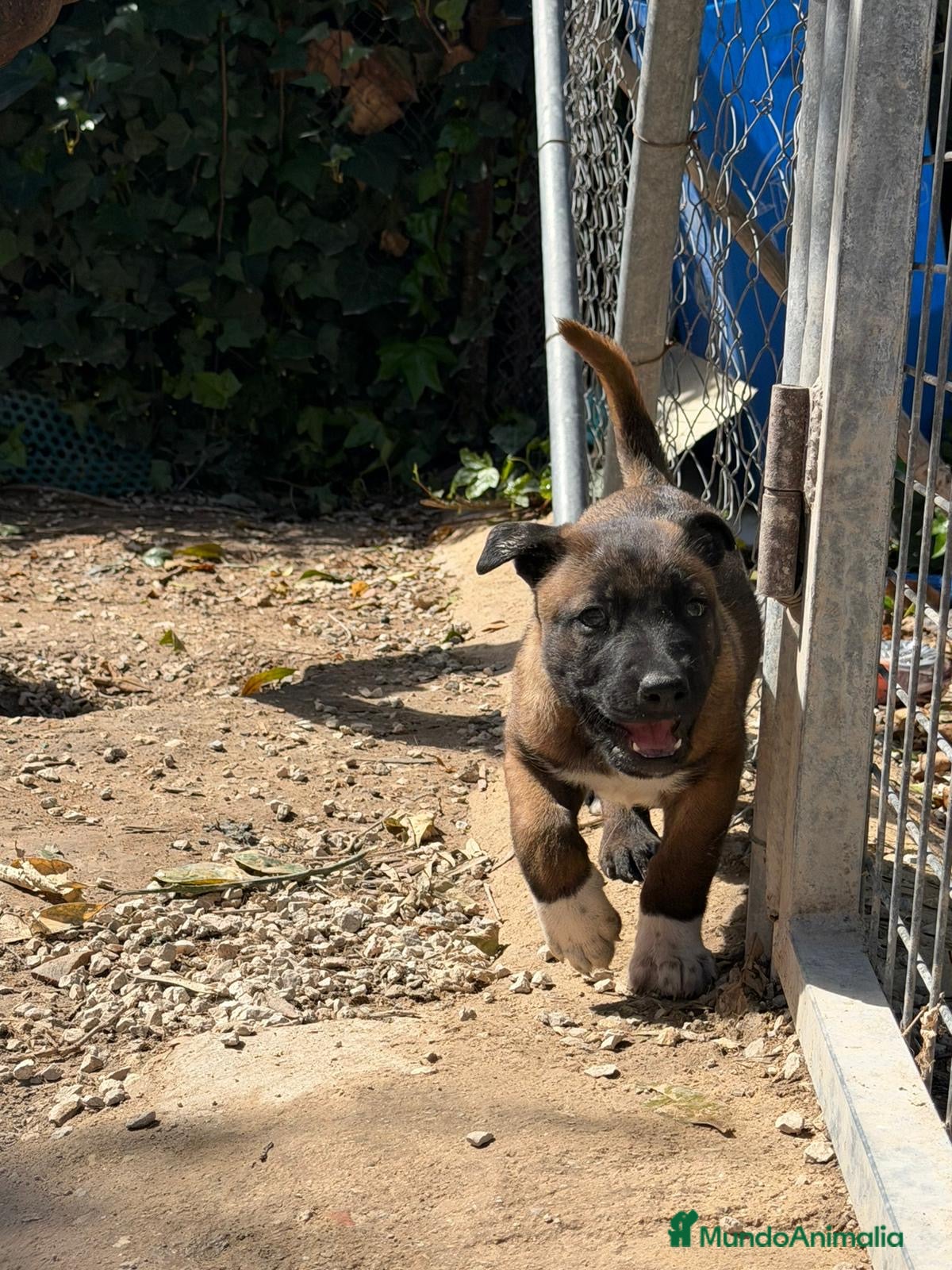 Pastor Belga Malinois perros CACHORRO MACHO MALINOIS - Anuncio 1