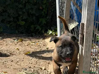 Pastor Belga Malinois perros CACHORRO MACHO MALINOIS - Anuncio 1