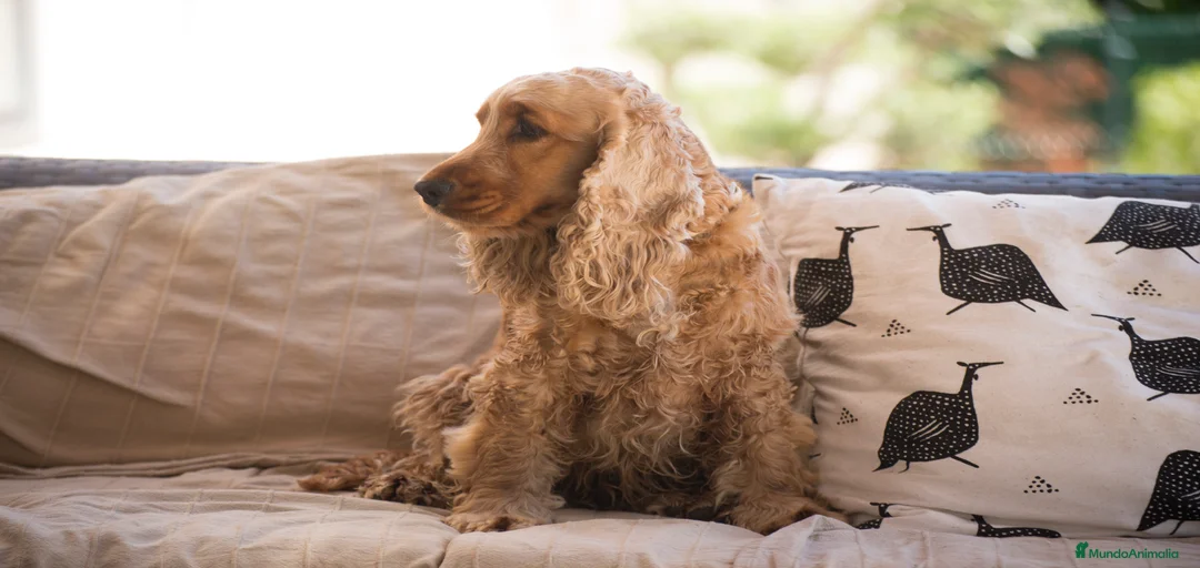 Imagen de galería {{count}}