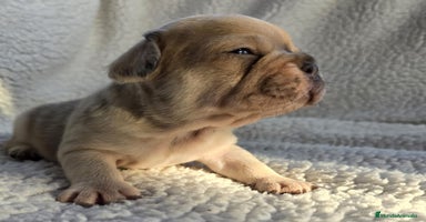 Bulldog Francés perros - Anuncio 16