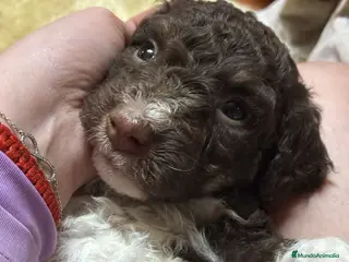 Perro de Agua Español perros MACHITO BICOLOR - Anuncio 4