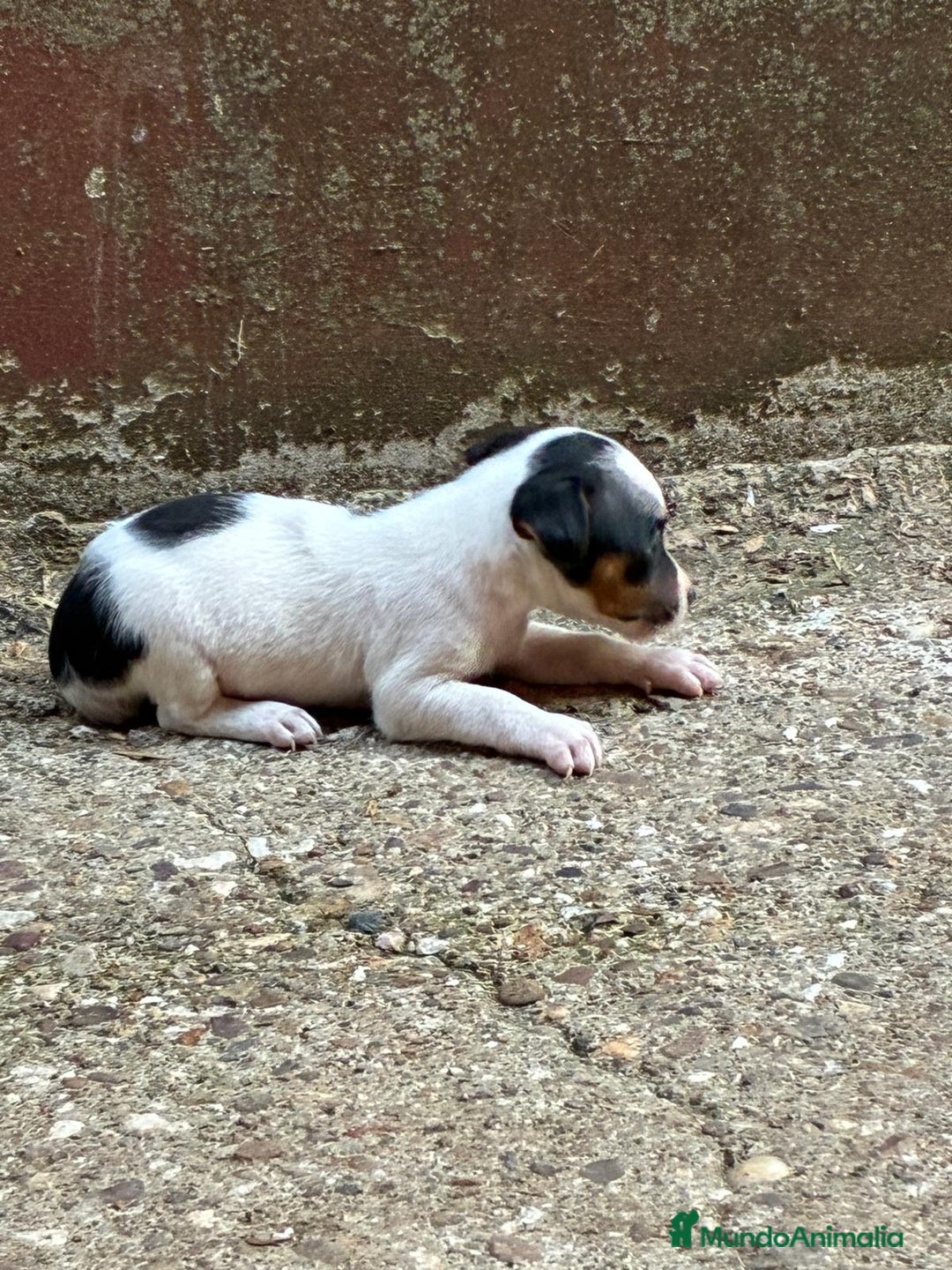 Jack Russell Terrier perros en venta: Nueva camada Jack Russell  - Imagen 6