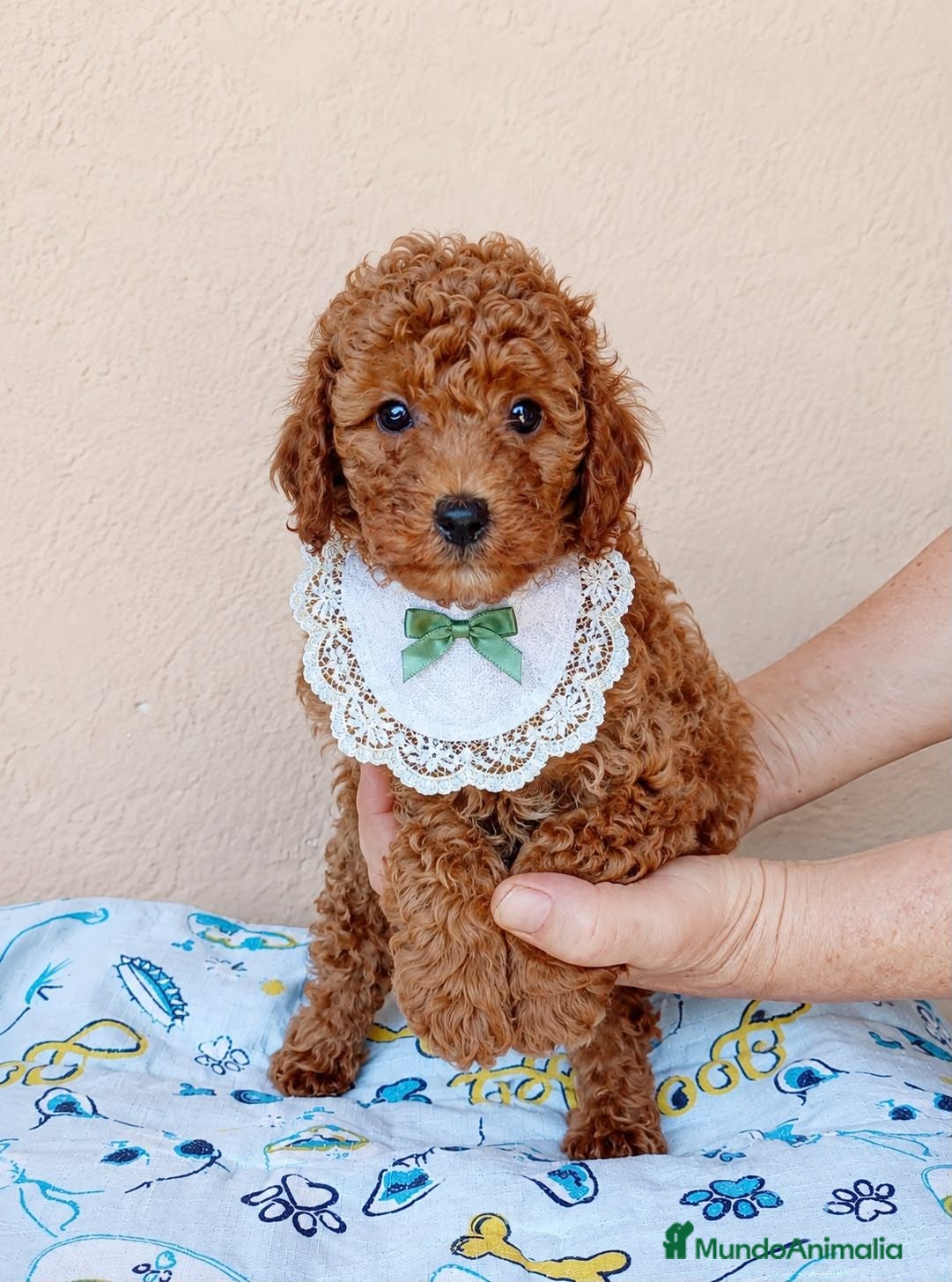 Caniche Toy perros Caniches toy  - Anuncio 1