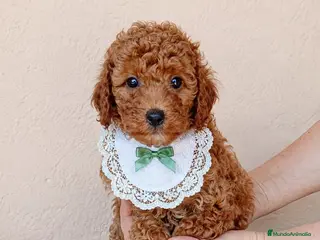 Caniche Toy perros Caniches toy - Anuncio 5