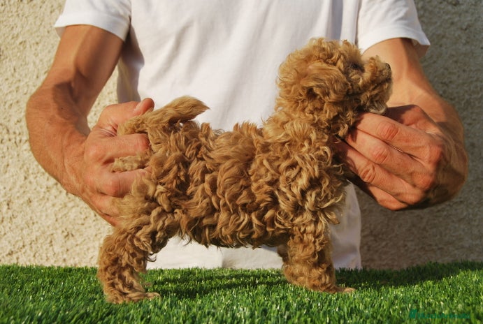 Caniche Toy perros en Madrid - Anuncio 7