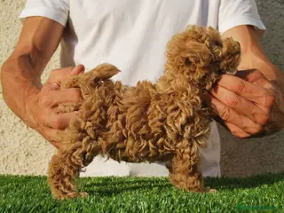 Caniche Toy perros Cachorros de Caniche disponibles, somos criadores en Madrid - Anuncio 25