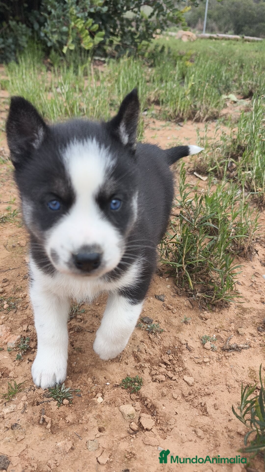 Husky Siberiano perros en venta: Husky SIBERIANO disponibles  - Anuncio 17