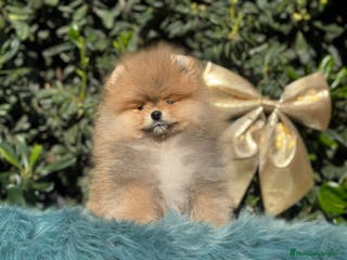 Pomerania perros POMERANIA BEBE MAXIMA CALIDAD en Málaga - Anuncio 24