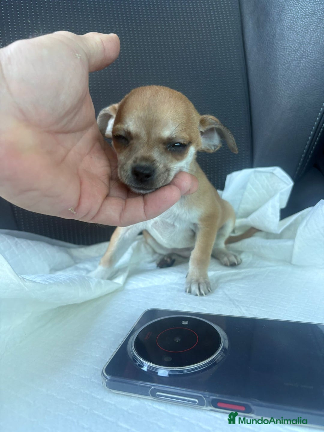 Chihuahua perros en venta: Chihuahua toy hembra - Anuncio 3