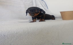 Teckel Miniatura perros en venta: Últimos teckel!! - Imagen 8