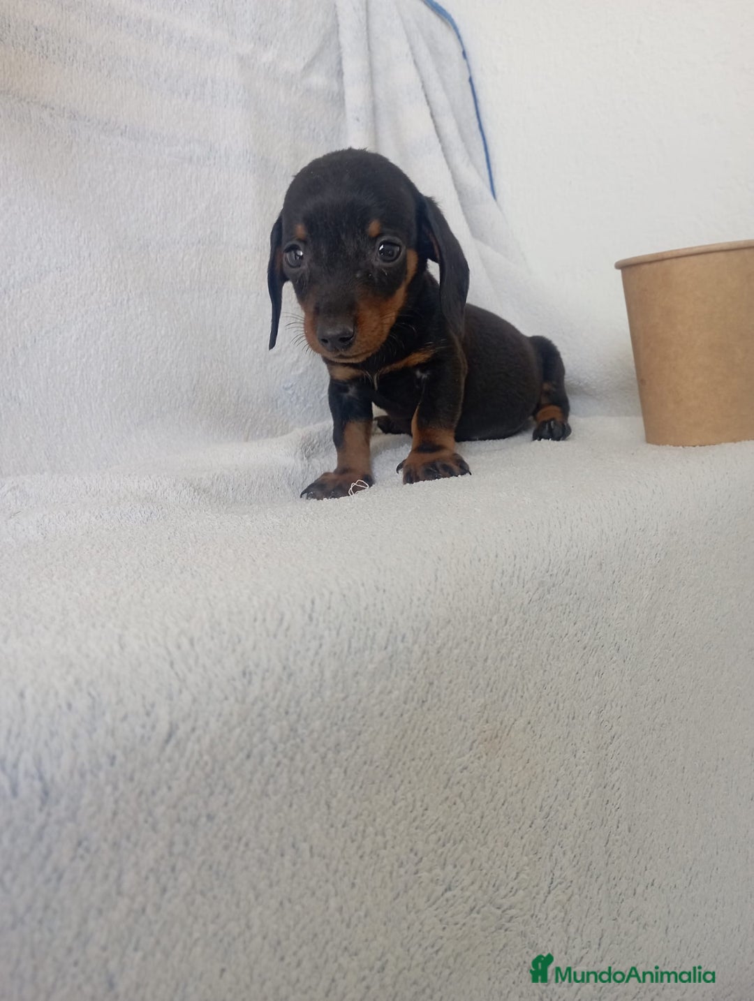 Teckel Miniatura perros en venta: Últimos teckel!! - Imagen 8