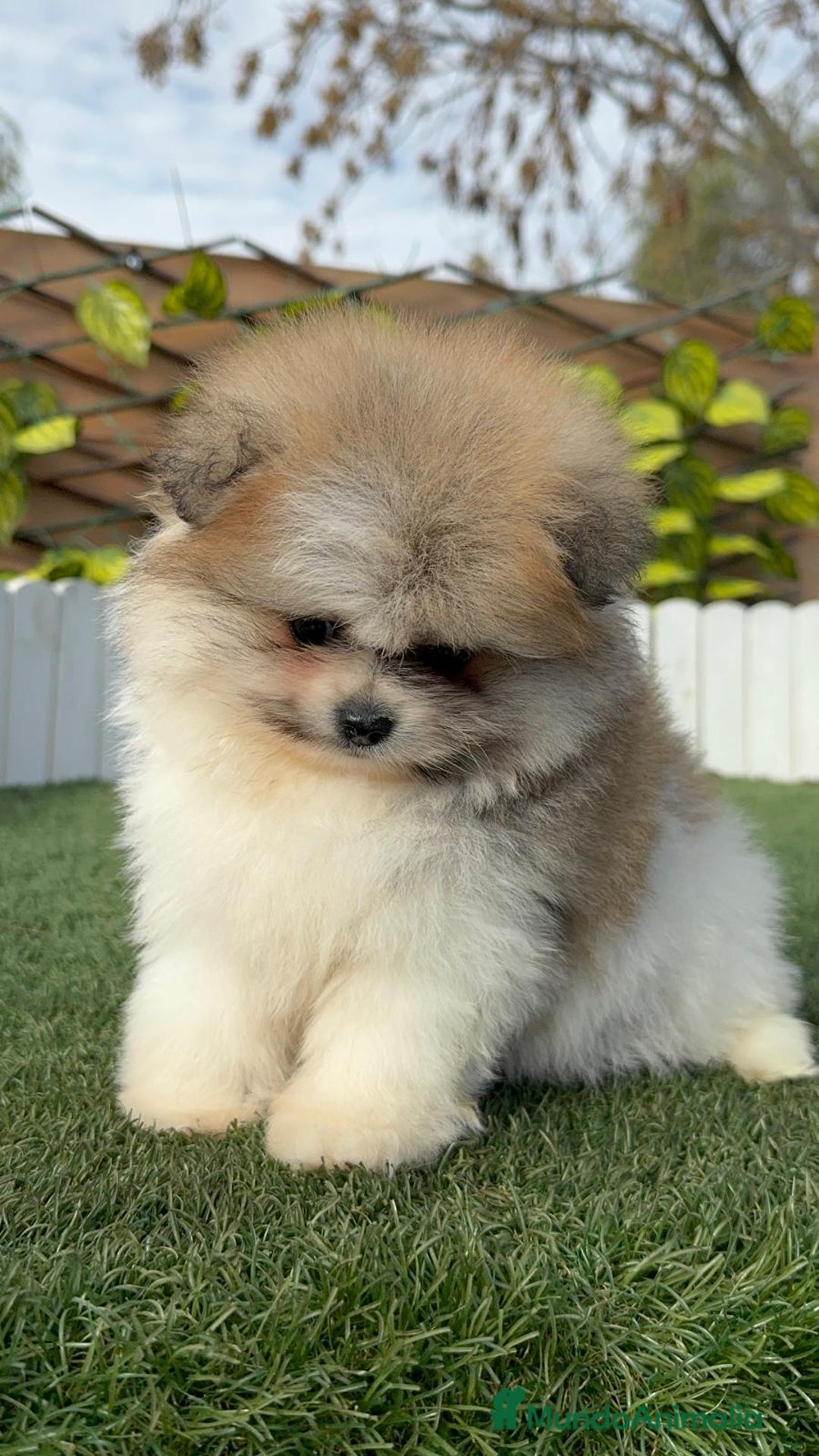 Pomerania perros en venta: POMERANIA HEMBRA - Anuncio 20