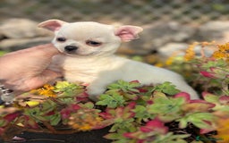 Chihuahua perros en venta: Chihuahua toy pelo corto!!! - Anuncio 4